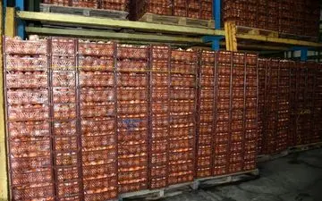 آغاز توزیع میوه شب عید در کرمانشاه در ۷۰ مرکز