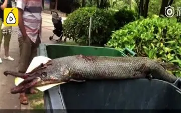 حمله ماهی غول پیکر درنده به دختر خردسال در پارک! +فیلم 