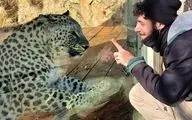 حمله پلنگ ایرانی به یک مرد صهیونیستی