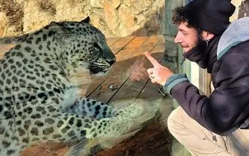 حمله پلنگ ایرانی به یک مرد صهیونیستی