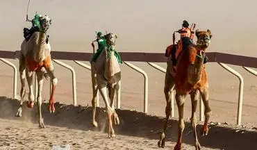 مسابقه شترسواری زنان در عربستان | فیلم