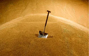 روسیه عوارض صادرات گندم برای تعدیل بازار داخل دو برابر کرد