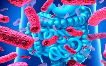 با افزایش میکروبیوم روده می‌توان با چاقی و دیابت مقابله کرد؟

