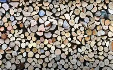 چالش بینایی: آیا می‌توانید عنکبوت پنهان را در 6 ثانیه پیدا کنید؟