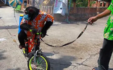 سوء استفاده از یک شامپانزه برای ضدعفونی کردن معابر!