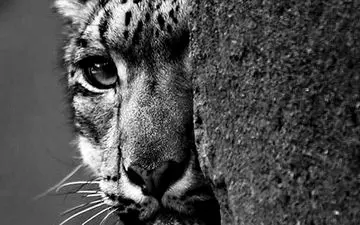 پلنگی که یک شهر را بهم ریخت + فیلم