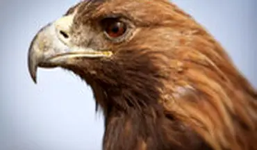 ویدیویی حیرت انگیز از لحظه پلک زدن عقاب بصورت اسلوموشن!