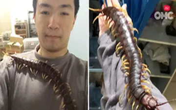 دوستی خطرناک پسر جوان با هزارپای سمی! +فیلم 