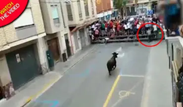 حمله مرگبار گاو به مرد سالخورده در خیابان
