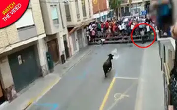 حمله مرگبار گاو به مرد سالخورده در خیابان