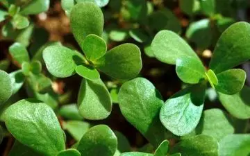 خواص گیاه خرفه؛ از رفع تشنگی تا رفع التهابات گوارشی