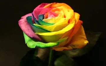 گرانترین گل رز دنیا