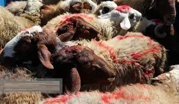 دستگیری ۲ چوپان سارق با ۳۱ گوسفند در تهران
