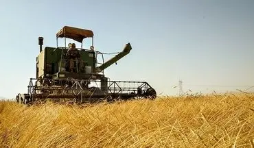  عبور تولید غلات ایران از ۲۰ میلیون تن در سال زراعی جاری 