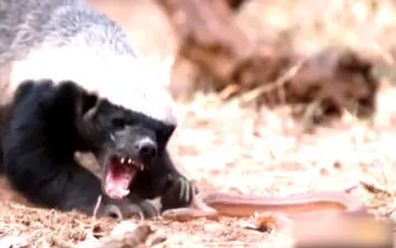 
تقابل‌ هیجان انگیز مار و راسو برای بقا+ فیلم