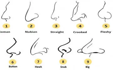 بگو بینی ات چه شکلیه تا بهت بگم چه ویژگی های شخصیتی داری!