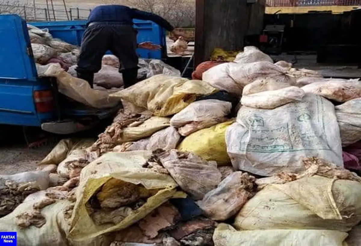 کشف و امحاء بیش از ۶ تن پوست مرغ در شهرستان کرمانشاه