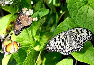 باغ زیبای پروانه‌ها در قونیه ترکیه