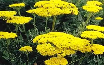 خواص گیاه بومادران