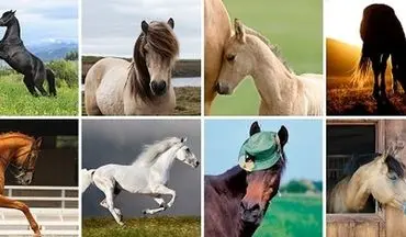 با انتخاب یک اسب به شخصیت درونی خود پی ببرید / امتحان کنید تا متوجه شوید