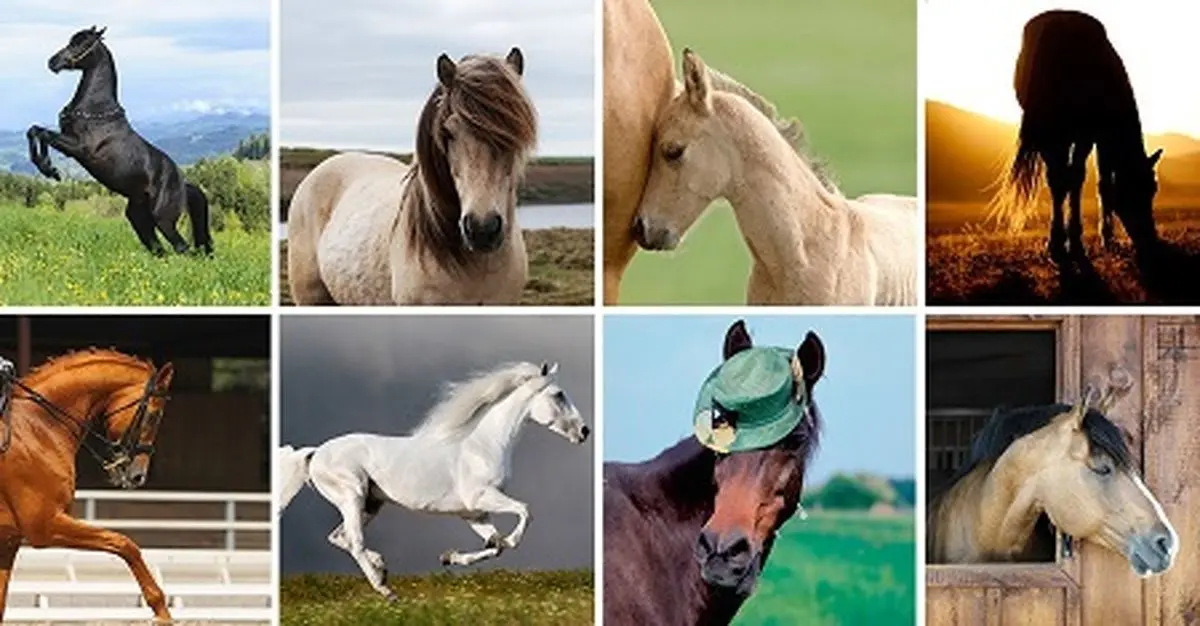 با انتخاب یک اسب به شخصیت درونی خود پی ببرید / امتحان کنید تا متوجه شوید