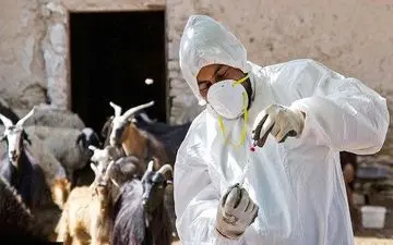 روند کاهشی بیماری "تب مالت" در کرمانشاه