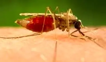 3 استان کشور درگیر بیماری مالاریا 