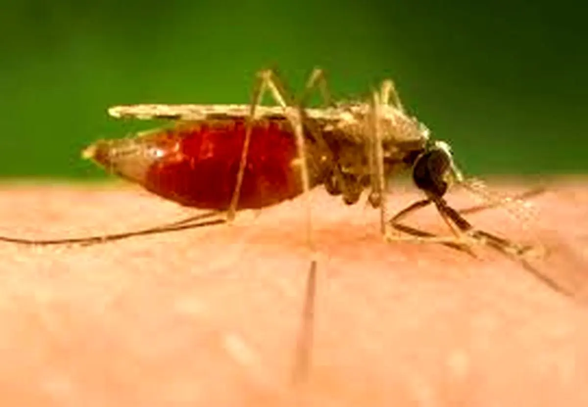 3 استان کشور درگیر بیماری مالاریا 