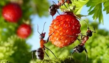 مگس میوه و مورچه عسل چقدر خطرناک است؟
