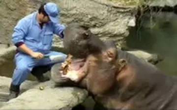 مسواک زدن اسب آبی!+ فیلم