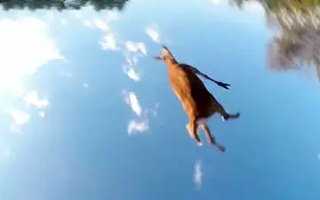 برخورد غیرمترقبه موتورسیکلت با گوزن در جاده + فیلم 