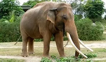 حمله مرگبار فیل به یک مرد + فیلم 
