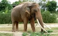 حمله مرگبار فیل به یک مرد + فیلم 