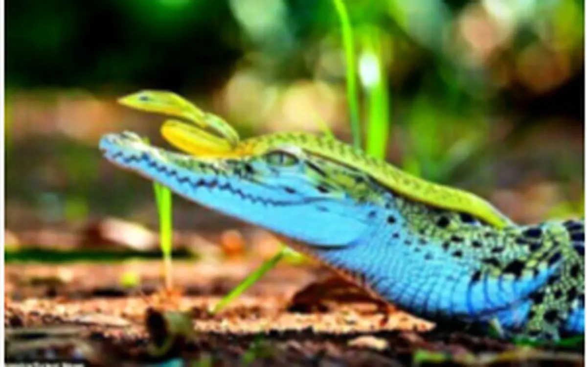 رفاقت جالب مار و تمساح در جنگل‌های اندونزی+عکس
