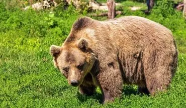 حمله خرس وحشی به جوان  ۲۴ ساله سوسنی