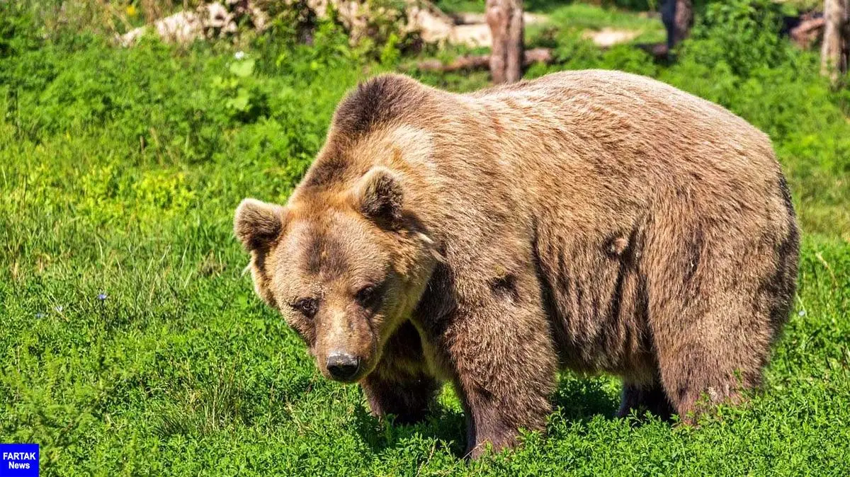 حمله خرس وحشی به جوان  ۲۴ ساله سوسنی