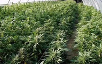 کشف مزرعه بزرگ ماری جوانا در اطراف تهران