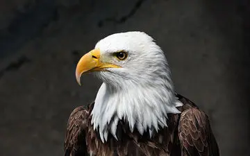 نجات عقاب گرفتار در چنگ اختاپوس در اقیانوس آرام + فیلم