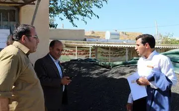 خرید 475 تن دانه روغنی آفتابگردان  در  کرمانشاه