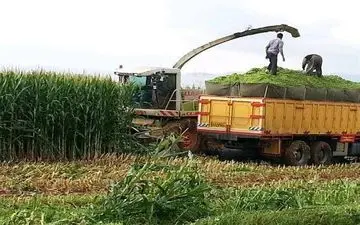 ‍ پایان برداشت ذرت علوفه‌ای در شهرستان کرمانشاه 