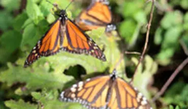«پروانه‌های شهریار» به مکزیک رسیدند