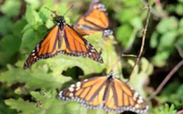 «پروانه‌های شهریار» به مکزیک رسیدند