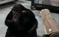 بازگشت شامپانزه معروف به باغ وحش ارم