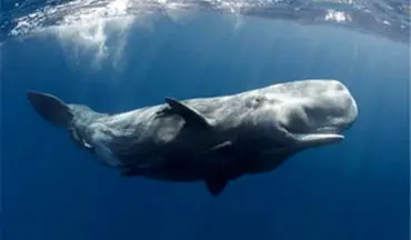 پدیدار شدن یک نهنگ هفت متری در نزدیکی ساحل گردشگری تایلند + فیلم 
