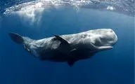 پدیدار شدن یک نهنگ هفت متری در نزدیکی ساحل گردشگری تایلند + فیلم 