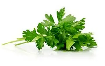 
روزی 10 برگ جعفری تازه بجوید
