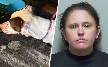 خانه‌ای پر از مدفوع و سگ‌های گرسنه: مادری که فرزند و هفت سگش را برای تعطیلات تنها گذاشت