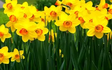 این گل ضد سرطان است