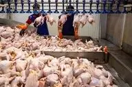 قیمت جدید مرغ ۲۹ بهمن؛ مرغ منجمد کیلویی چند؟