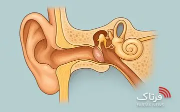 آسیب پرده گوش و آب آوردن گوش میانی؛ علائم و درمان
